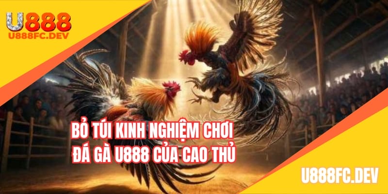 Bỏ túi kinh nghiệm chơi đá gà U888 của cao thủ