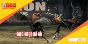 mẹo cược đá gà trực tuyến
