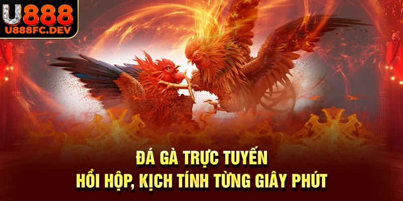 Đá gà trực tuyến - Kịch tính, không thể rời mắt